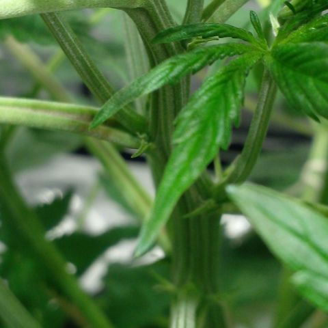 Shamana auto CBD  growlog timeline photo