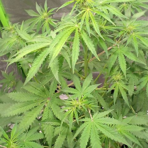 Shamana auto CBD  growlog timeline photo