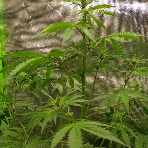 Shamana auto CBD  growlog timeline photo