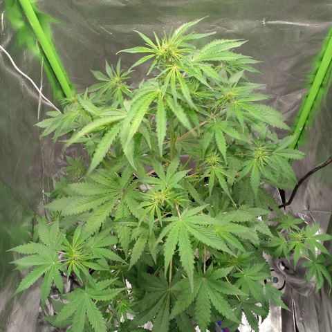 Shamana auto CBD  growlog timeline photo
