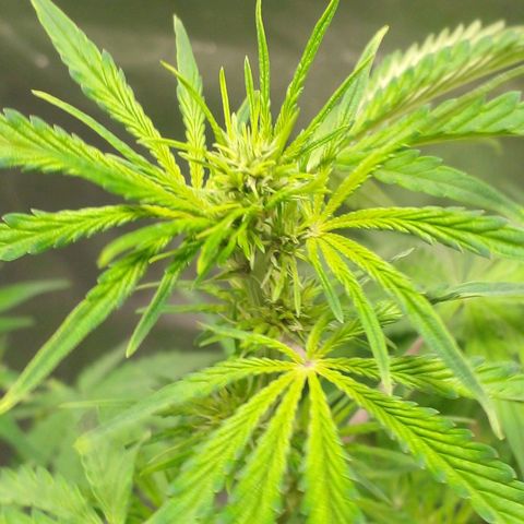Shamana auto CBD  growlog timeline photo