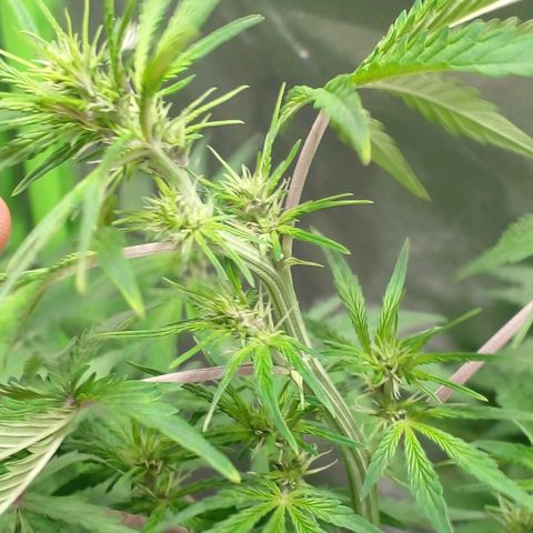 Shamana auto CBD  growlog timeline photo