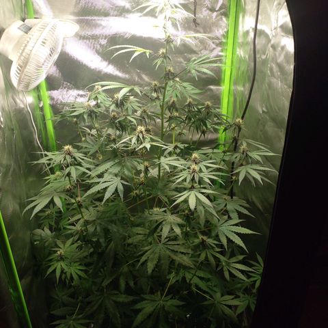 Shamana auto CBD  growlog timeline photo
