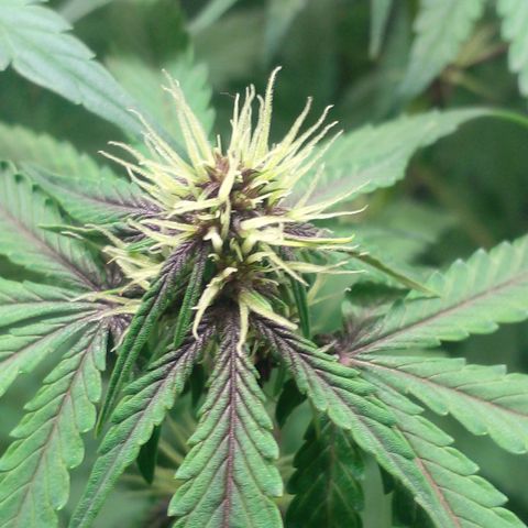 Shamana auto CBD  growlog timeline photo