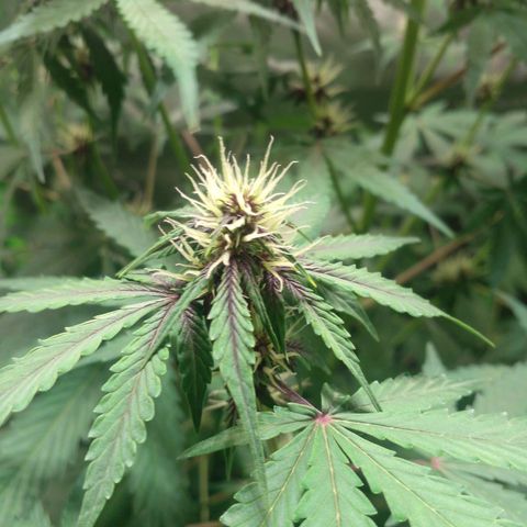Shamana auto CBD  growlog timeline photo