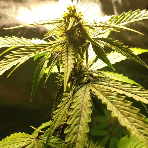 Shamana auto CBD  growlog timeline photo