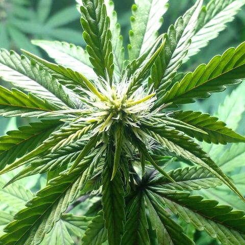 Shamana auto CBD  growlog timeline photo