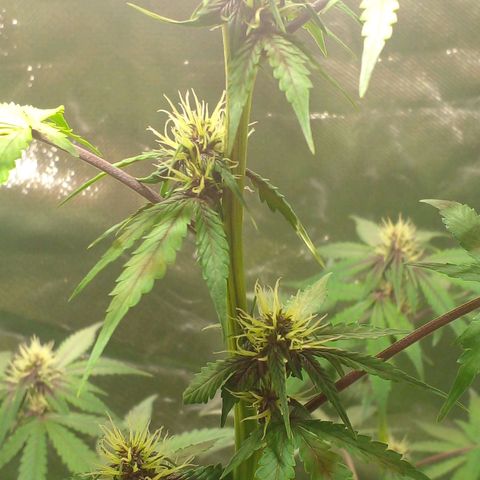 Shamana auto CBD  growlog timeline photo