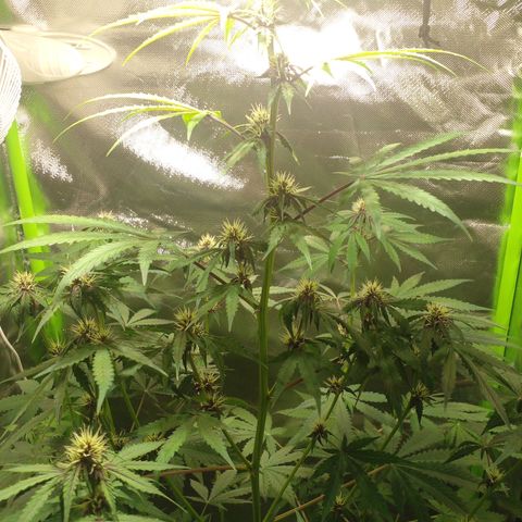 Shamana auto CBD  growlog timeline photo