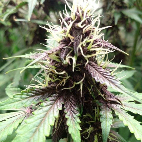 Shamana auto CBD  growlog timeline photo