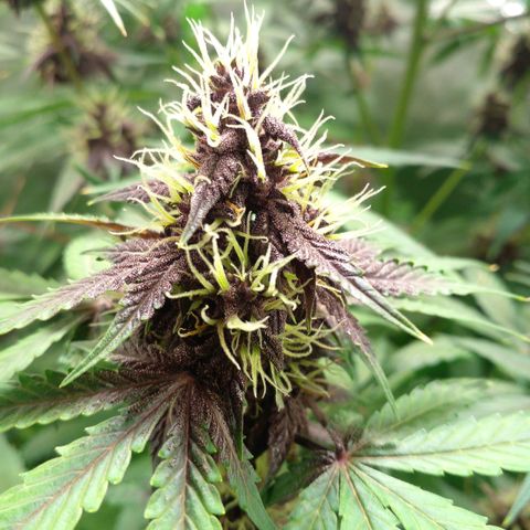 Shamana auto CBD  growlog timeline photo
