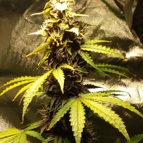 Shamana auto CBD  growlog timeline photo
