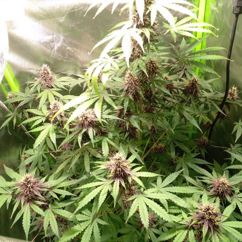 Shamana auto CBD  growlog timeline photo