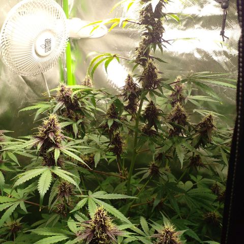 Shamana auto CBD  growlog timeline photo