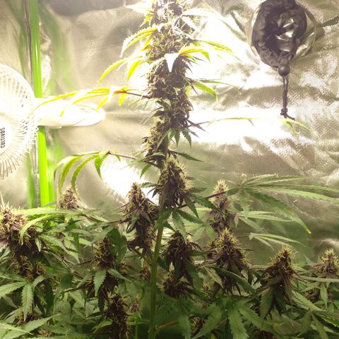 Shamana auto CBD  growlog timeline photo