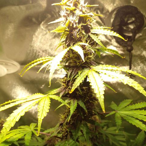 Shamana auto CBD  growlog timeline photo