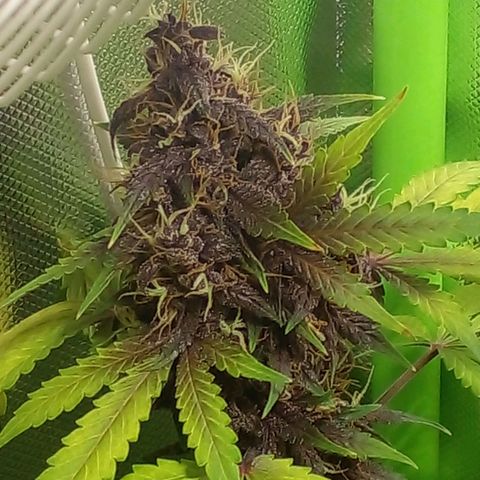 Shamana auto CBD  growlog photo: Root's washing