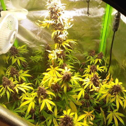 Shamana auto CBD  growlog photo: Root's washing
