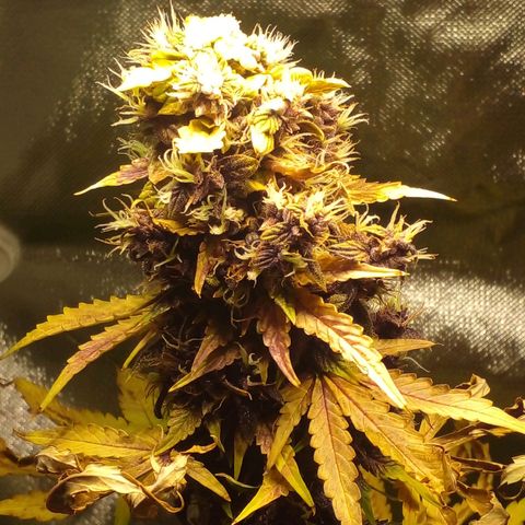 Shamana auto CBD  growlog photo: Root's washing