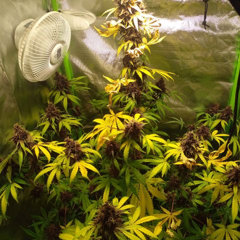 Shamana auto CBD  growlog photo: Root's washing