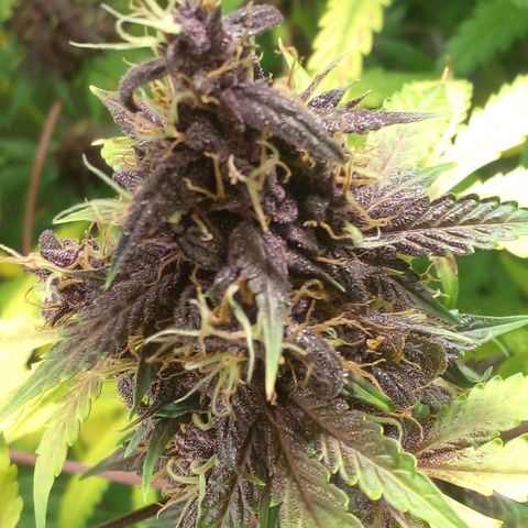 Shamana auto CBD  growlog photo: Root's washing