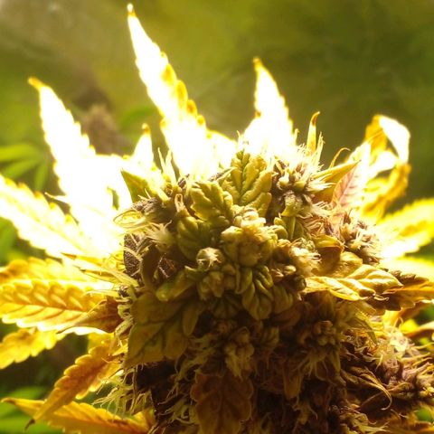 Shamana auto CBD  growlog photo: Root's washing