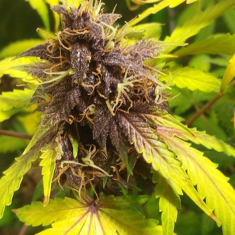 Shamana auto CBD  growlog photo: Root's washing