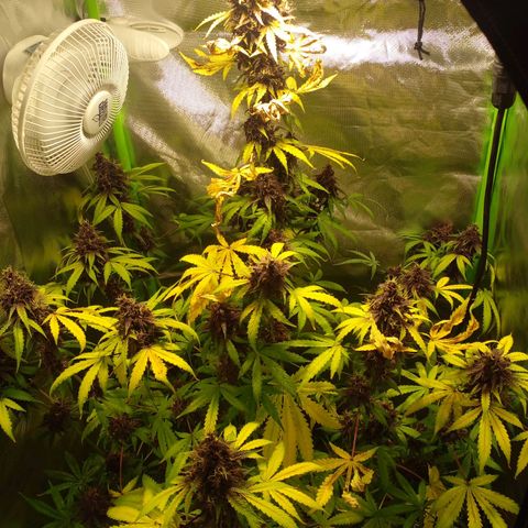 Shamana auto CBD  growlog photo: Root's washing
