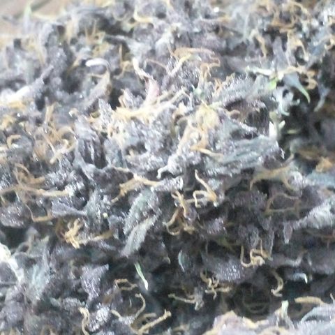 Shamana auto CBD  growlog timeline photo