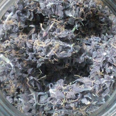 Shamana auto CBD  growlog timeline photo