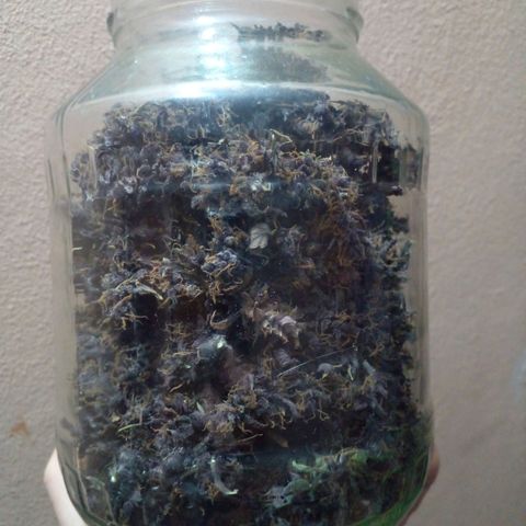 Shamana auto CBD  growlog timeline photo