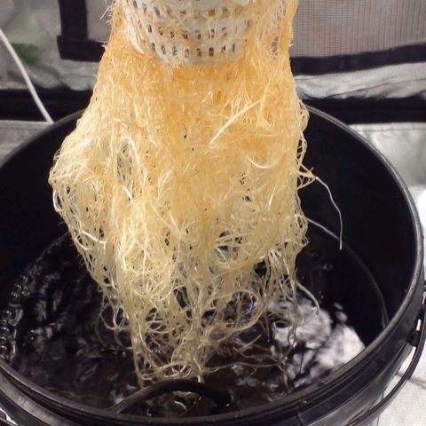 Vikinga silver auto growlog timeline photo