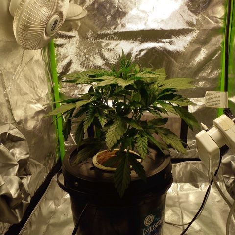 Vikinga silver auto growlog timeline photo