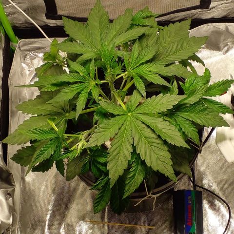Vikinga silver auto growlog timeline photo