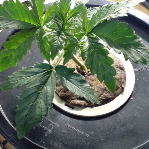 Vikinga silver auto growlog timeline photo