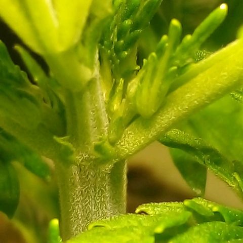 Vikinga silver auto growlog timeline photo