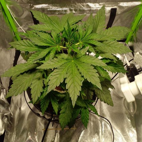 Vikinga silver auto growlog timeline photo