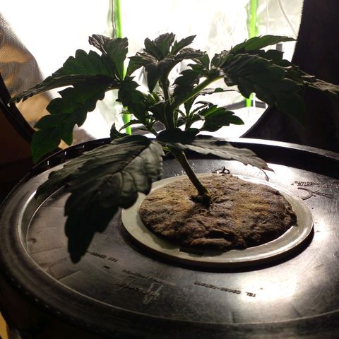 Vikinga silver auto growlog timeline photo