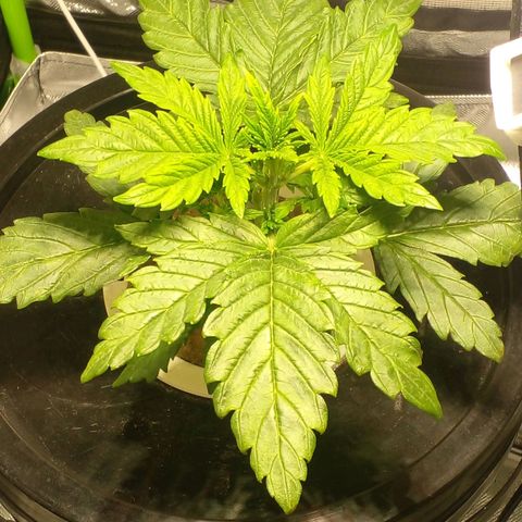 Vikinga silver auto growlog timeline photo
