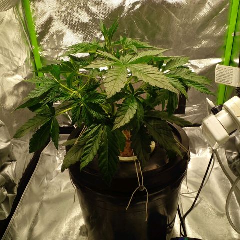 Vikinga silver auto growlog timeline photo