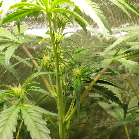 Vikinga silver auto growlog timeline photo