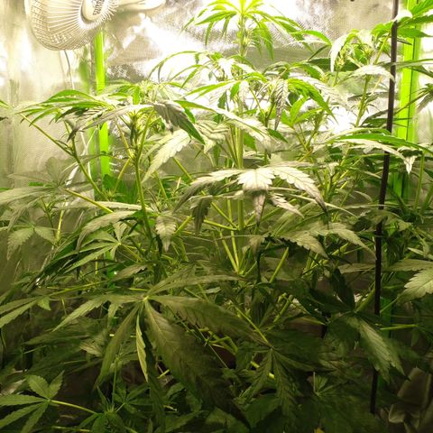 Vikinga silver auto growlog timeline photo