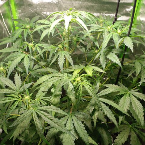 Vikinga silver auto growlog timeline photo