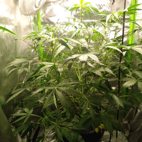 Vikinga silver auto growlog timeline photo