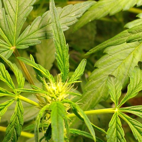 Vikinga silver auto growlog timeline photo
