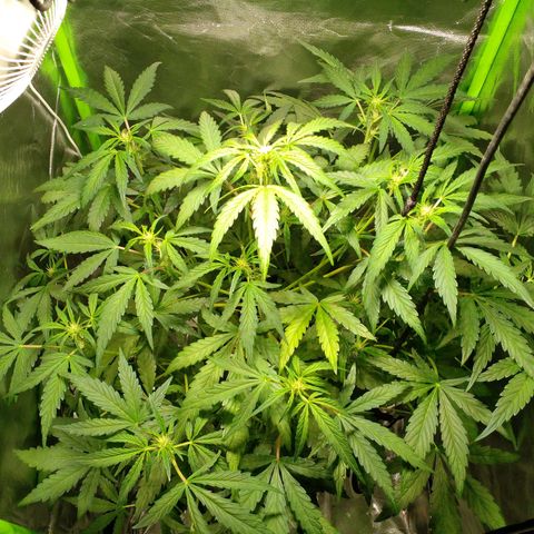 Vikinga silver auto growlog timeline photo