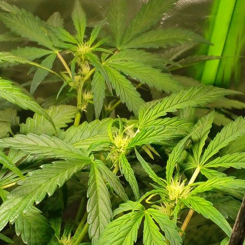 Vikinga silver auto growlog timeline photo
