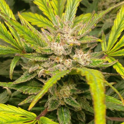 Vikinga silver auto growlog timeline photo