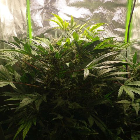 Vikinga silver auto growlog timeline photo