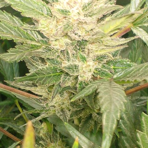 Vikinga silver auto growlog timeline photo